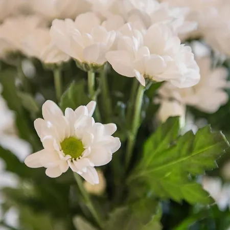 Romanca Appartement Zadar