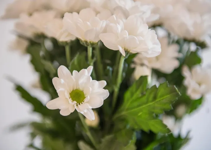 Romanca Apartment Zadar